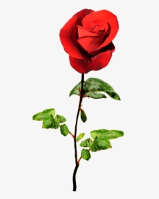 Red Rose For A Valentine Greeting - Valentine Wishes With Roses, HD Png Download, Free Download