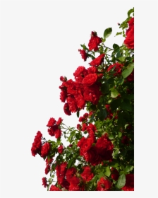 Rosebush, Flowers, Red, Roses - Red Rose Bush Png, Transparent Png, Free Download
