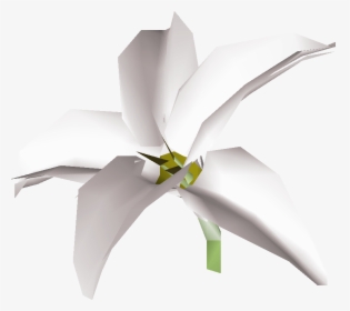 White Lily Flower Osrs, HD Png Download, Free Download
