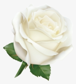 White Rose Png Hybrid Tea Rose Leaf - White Rose, Transparent Png, Free Download