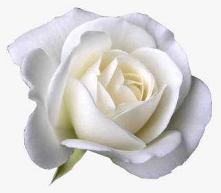 White Rose Mother's Day, HD Png Download, Free Download