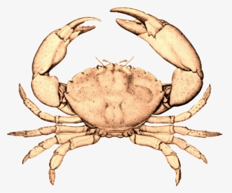 Transparent Crab Claw Png - Blue Crab Black And White, Png Download, Free Download