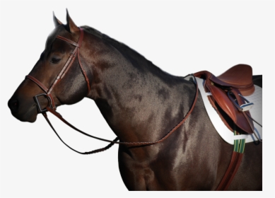 Horse With Reins Png - Horse With Tack Png, Transparent Png, Free Download