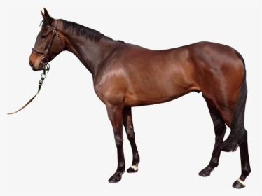 Brown Horse With Reigns Transparent Background Image - Horse Transparent Background, HD Png Download, Free Download
