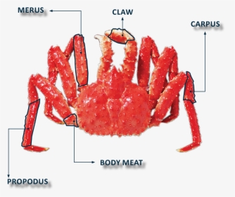 Transparent Crab Claw Png - Carpus King Crab, Png Download, Free Download