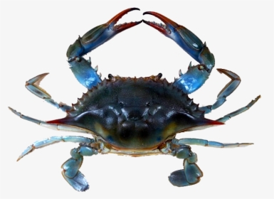 Transparent Crab Claw Png - Jersey Blue Claw Crabs, Png Download, Free Download
