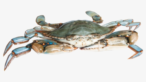 Transparent Crab Claw Png - Blue Crab Png, Png Download, Free Download