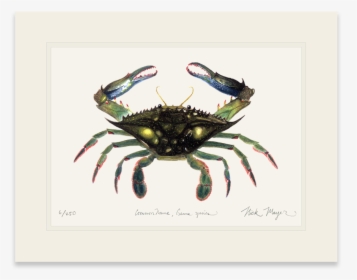 Blue Crab, Claws In - Dungeness Crab, HD Png Download, Free Download