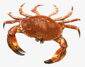 Crab Png Transparent Images - Transparent Crab Png, Png Download, Free Download