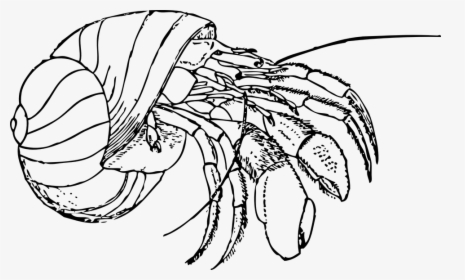 Hermit Crab, Shell, Claws, Pinch, Wild, Wildlife, Pet - Hermit Crab Black And White, HD Png Download, Free Download