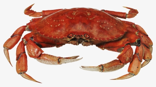 Red Crab Standing Png Image - Crab Png, Transparent Png, Free Download
