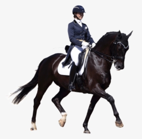 Arabian Horse Equestrian English Riding Dressage Stallion - Dressage Png, Transparent Png, Free Download