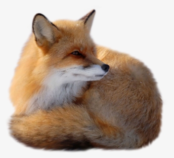 Fox Transparent Background, HD Png Download, Free Download