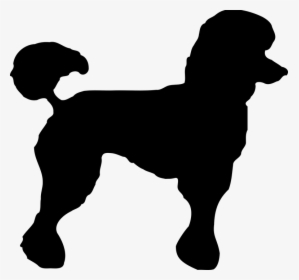 Portuguese Water Dog - Black Poodle Png, Transparent Png, Free Download