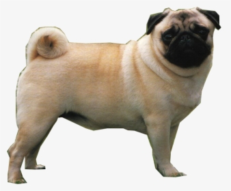 Pug, HD Png Download, Free Download