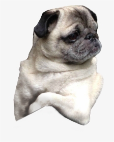 Pug Puppy Dog Breed Companion Dog - Pugs With Transparent Background, HD Png Download, Free Download