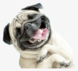 Wallpaper Pug Dog Plus Iphone Puppy Sharpei Clipart - Happy Pug, HD Png Download, Free Download