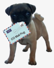 Ensure That You Email Marketing Is Pug Certified - Pug, HD Png Download, Free Download