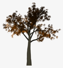 Transparent Fall Tree Png - Half Tree Png, Png Download, Free Download