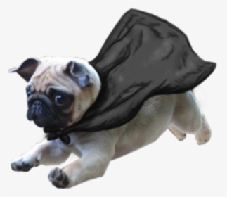 Pug Puggle Puppy T-shirt Dog Like Mammal Dog Dog Breed - Dog Running Transparent Background, HD Png Download, Free Download