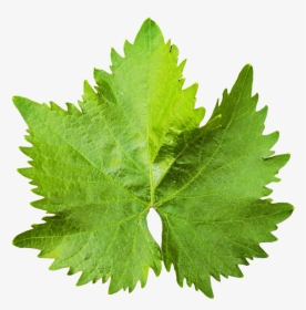 Grape Vine Leaf Png Image - Grape Leaf Png, Transparent Png, Free Download
