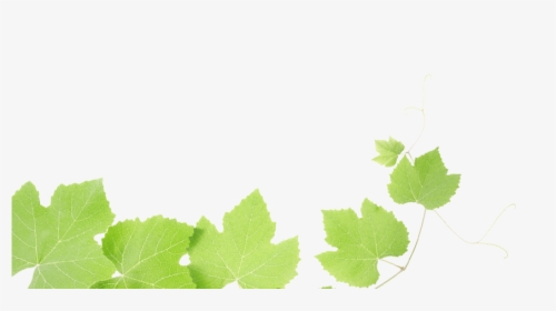 Grapes Leaves - Transparent Grape Leaf Png, Png Download, Free Download