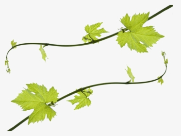 Transparent Grape Vine Png - Clip Art Grape Leaves, Png Download, Free Download