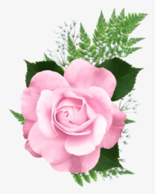 Rosa Cor De Rosa 4 - Flower Pink Png Wallpaper Transparent, Png Download, Free Download