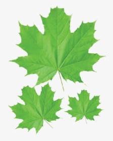 Maple Leaf Transparent Png - Definition Of Plant Leaf, Png Download, Free Download