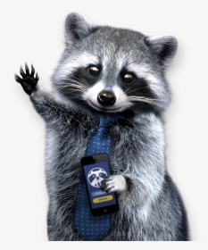 Raccoon Png - Png Raccoon, Transparent Png, Free Download