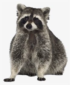 Transparent Raccoon Face Png - Raccoon Clip Art Free, Png Download, Free Download