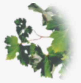 Grape Leaves Out Of Focus - Out Of Focus Leavespng, Transparent Png, Free Download