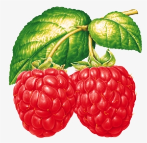 Fruit Clipart Tropical Fruit - Red Raspberry Clipart, HD Png Download, Free Download