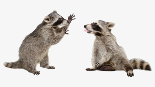 Raccoons Png - Raccoon No Background, Transparent Png, Free Download
