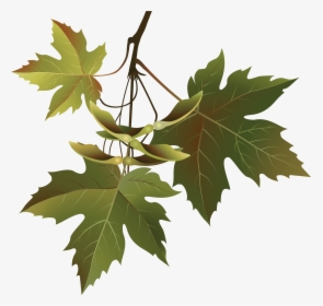 Grape Clipart Branch - Branches And Leaves Png, Transparent Png, Free Download