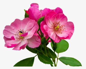 Flores Rosadas Png - Imagenes De Flores Rosadas, Transparent Png, Free Download
