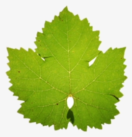 More About Cabernet Franc - Cabernet Franc Grape Leaf, HD Png Download, Free Download