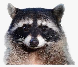 Raccoon Png Image - Raccoon Png, Transparent Png, Free Download