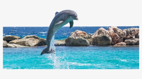 Dolphin In Water - Dolphin Water, HD Png Download, Free Download