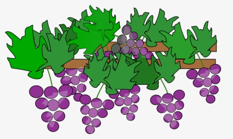 Grapes Vine Clipart Grape With Vine Leaf Clip Art Id - Grapes On Vine Clipart, HD Png Download, Free Download