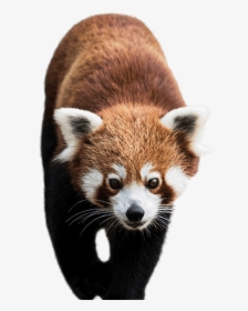 Red Panda Chengdu Research Base Of Giant Panda Breeding - Red Panda Png, Transparent Png, Free Download