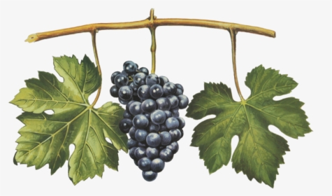Nebbiolo Michet - Seedless Fruit, HD Png Download, Free Download