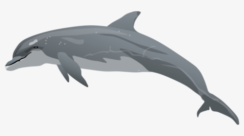 Red Clipart Dolphin - Realistic Dolphin Clip Art, HD Png Download, Free Download
