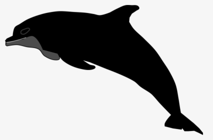 Shortbeaked Common Dolphin,tucuxi,wholphin - Wholphin, HD Png Download, Free Download