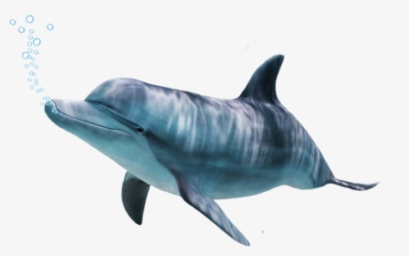 Bottlenose Dolphin,bottlenose Dolphin,marine Beaked - Dolphin, HD Png Download, Free Download