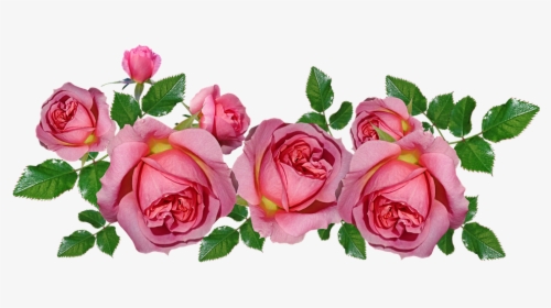 Rosas, Rosa, Acuerdo, Perfume, Fragante, Cortar - Rosas Rosa Png, Transparent Png, Free Download
