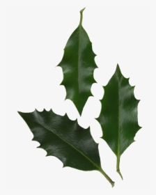 Holly Leaves Photo Transparent Png Image - Ilex Aquifolium Leaf Shape, Png Download, Free Download