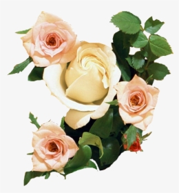 Transparent Wedding Wishes Clipart - Bunch Of Roses, HD Png Download, Free Download