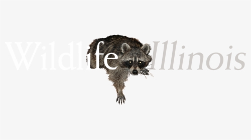 Transparent Raccoon Face Png - Procyon, Png Download, Free Download