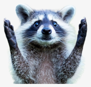 Raccoon Png Image - Raccoon Baby, Transparent Png, Free Download
